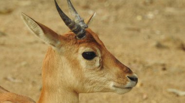 Ormanda dişi geyik (Axis deer), çayırda beyaz kuyruklu geyik (Odocoileus virginianus). Erkek Avrupalı Kızıl Geyik ya da Cervus Elaphus Rut sırasında kükrer. Kırmızı Geyik Yaşıyor. Sonbahar Geyiğinde Erkek Geyik Kükremesi