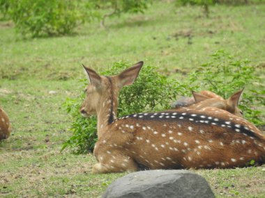 Ormanda dişi geyik (Axis deer), çayırda beyaz kuyruklu geyik (Odocoileus virginianus). Erkek Avrupalı Kızıl Geyik ya da Cervus Elaphus Rut sırasında kükrer. Kırmızı Geyik Yaşıyor. Sonbahar Geyiğinde Erkek Geyik Kükremesi