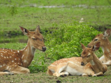 Batı yumurtası geyiği, Chevreuil, ya da sadece geyik ya da yumurta yumurtası. Boynuzlu bir ormanda benekli beyaz kuyruklu geyik yavrusu. Yeşil bir çim tarlasında oturan Roe geyiği yakından ve bu türün detaylı bir görüntüsü. Yeşil bir çim tarlasında oturan Roe geyiği. Geyik