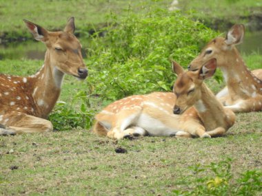 Batı yumurtası geyiği, Chevreuil, ya da sadece geyik ya da yumurta yumurtası. Boynuzlu bir ormanda benekli beyaz kuyruklu geyik yavrusu. Yeşil bir çim tarlasında oturan Roe geyiği yakından ve bu türün detaylı bir görüntüsü. Yeşil bir çim tarlasında oturan Roe geyiği. Geyik