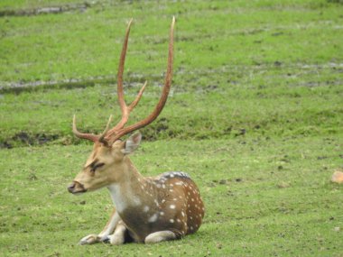 Batı yumurtası geyiği, Chevreuil, ya da sadece geyik ya da yumurta yumurtası. Boynuzlu bir ormanda benekli beyaz kuyruklu geyik yavrusu. Yeşil bir çim tarlasında oturan Roe geyiği yakından ve bu türün detaylı bir görüntüsü. Yeşil bir çim tarlasında oturan Roe geyiği. Geyik