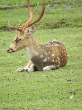 Batı yumurtası geyiği, Chevreuil, ya da sadece geyik ya da yumurta yumurtası. Boynuzlu bir ormanda benekli beyaz kuyruklu geyik yavrusu. Yeşil bir çim tarlasında oturan Roe geyiği yakından ve bu türün detaylı bir görüntüsü. Yeşil bir çim tarlasında oturan Roe geyiği. Geyik