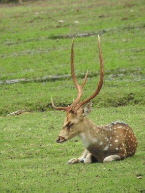 Batı yumurtası geyiği, Chevreuil, ya da sadece geyik ya da yumurta yumurtası. Boynuzlu bir ormanda benekli beyaz kuyruklu geyik yavrusu. Yeşil bir çim tarlasında oturan Roe geyiği yakından ve bu türün detaylı bir görüntüsü. Yeşil bir çim tarlasında oturan Roe geyiği. Geyik