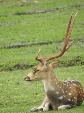 Batı yumurtası geyiği, Chevreuil, ya da sadece geyik ya da yumurta yumurtası. Boynuzlu bir ormanda benekli beyaz kuyruklu geyik yavrusu. Yeşil bir çim tarlasında oturan Roe geyiği yakından ve bu türün detaylı bir görüntüsü. Yeşil bir çim tarlasında oturan Roe geyiği. Geyik