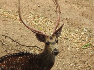 Batı yumurtası geyiği, Chevreuil, ya da sadece geyik ya da yumurta yumurtası. Boynuzlu bir ormanda benekli beyaz kuyruklu geyik yavrusu. Yeşil bir çim tarlasında oturan Roe geyiği yakından ve bu türün detaylı bir görüntüsü. Yeşil bir çim tarlasında oturan Roe geyiği. Geyik