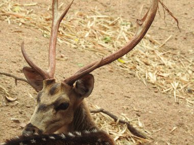 Batı yumurtası geyiği, Chevreuil, ya da sadece geyik ya da yumurta yumurtası. Boynuzlu bir ormanda benekli beyaz kuyruklu geyik yavrusu. Yeşil bir çim tarlasında oturan Roe geyiği yakından ve bu türün detaylı bir görüntüsü. Yeşil bir çim tarlasında oturan Roe geyiği. Geyik