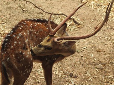 Batı yumurtası geyiği, Chevreuil, ya da sadece geyik ya da yumurta yumurtası. Boynuzlu bir ormanda benekli beyaz kuyruklu geyik yavrusu. Yeşil bir çim tarlasında oturan Roe geyiği yakından ve bu türün detaylı bir görüntüsü. Yeşil bir çim tarlasında oturan Roe geyiği. Geyik