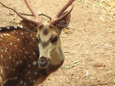 Batı yumurtası geyiği, Chevreuil, ya da sadece geyik ya da yumurta yumurtası. Boynuzlu bir ormanda benekli beyaz kuyruklu geyik yavrusu. Yeşil bir çim tarlasında oturan Roe geyiği yakından ve bu türün detaylı bir görüntüsü. Yeşil bir çim tarlasında oturan Roe geyiği. Geyik