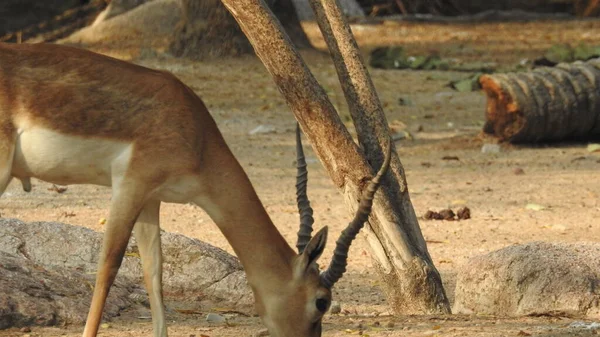 Chital Aka Cheetal Spotted Deer Axis Deer Closeup Deer Dig — Fotografia de Stock