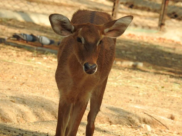 Chital Aka Cheetal Spotted Deer Axis Deer Closeup Deer Dig — Stock Fotó