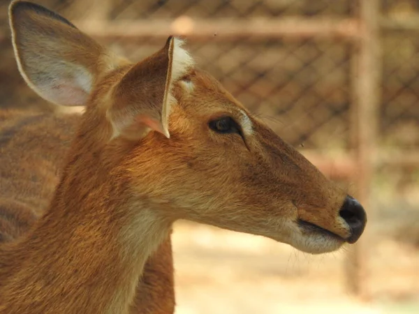 Chital Aka Cheetal Spotted Deer Axis Deer Closeup Deer Dig — Fotografia de Stock