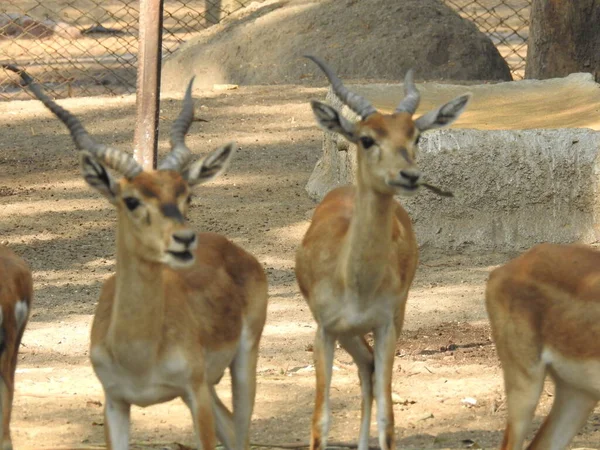 Chital Aka Cheetal Spotted Deer Axis Deer Closeup Deer Dig — Stockfoto