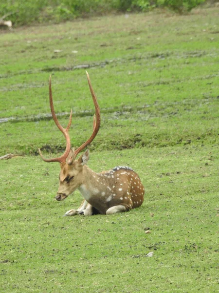 stock image Western roe deer, chevreuil, or simply roe deer or roe. spotted white tailed deer fawn in a forest with horns.Roe deer sitting in a green grass field A closeup look and detailed view of this species. Roe deer sitting in a green grass field. Deer