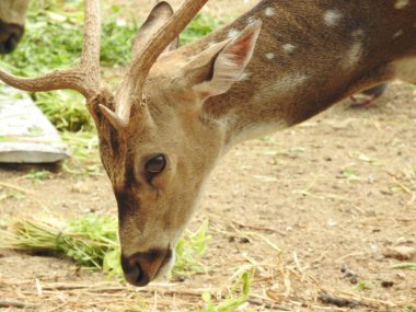 Batı yumurtası geyiği, Chevreuil, ya da sadece geyik ya da yumurta yumurtası. Boynuzlu bir ormanda benekli beyaz kuyruklu geyik yavrusu. Yeşil bir çim tarlasında oturan Roe geyiği yakından ve bu türün detaylı bir görüntüsü. Yeşil bir çim tarlasında oturan Roe geyiği. Geyik
