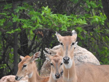 Ormandaki Kırmızı Geyik Geyiği, karlı arazide büyük güzel boynuzları olan bekar ve asil bir geyik, yeşil çimen tarlasında oturan Roe geyiği, yakından bir bakış ve bu türün detaylı görüntüsü. Yeşil bir çim tarlasında Roe geyiği. Yakın plan bir geyik. 