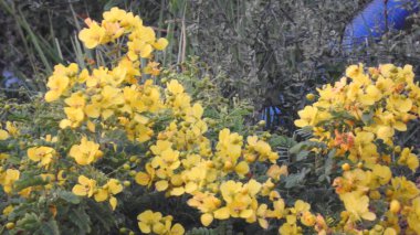 Mor ve pembe kır çiçekleri, renkli yabani çayırlarda üç kırmızı kır çiçeğini kapatıyorlar. Arıların güzel beyaz tarla çiçeklerinde oturduğu yakın plan çekimler. Çiçekler çok güzel. Cosmos 'un Cosmea' sı nektar olarak ekilmiş pembe çiçekler. çiçekler