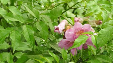 Mor ve pembe kır çiçekleri, renkli yabani çayırlarda üç kırmızı kır çiçeğini kapatıyorlar. Arıların güzel beyaz tarla çiçeklerinde oturduğu yakın plan çekimler. Çiçekler çok güzel. Cosmos 'un Cosmea' sı nektar olarak ekilmiş pembe çiçekler. çiçekler