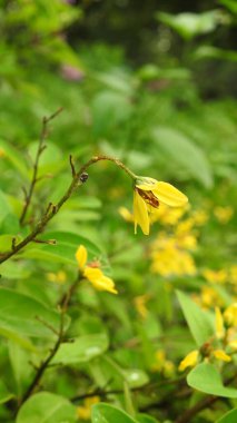 Mor ve pembe kır çiçekleri, renkli yabani çayırlarda üç kırmızı kır çiçeğini kapatıyorlar. Arıların güzel beyaz tarla çiçeklerinde oturduğu yakın plan çekimler. Çiçekler çok güzel. Cosmos 'un Cosmea' sı nektar olarak ekilmiş pembe çiçekler. çiçekler