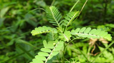 Mor ve pembe kır çiçekleri, renkli yabani çayırlarda üç kırmızı kır çiçeğini kapatıyorlar. Arıların güzel beyaz tarla çiçeklerinde oturduğu yakın plan çekimler. Çiçekler çok güzel. Cosmos 'un Cosmea' sı nektar olarak ekilmiş pembe çiçekler. çiçekler