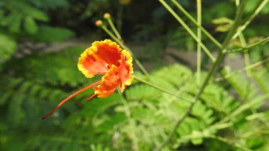 Mor ve pembe kır çiçekleri, renkli yabani çayırlarda üç kırmızı kır çiçeğini kapatıyorlar. Arıların güzel beyaz tarla çiçeklerinde oturduğu yakın plan çekimler. Çiçekler çok güzel. Cosmos 'un Cosmea' sı nektar olarak ekilmiş pembe çiçekler. çiçekler