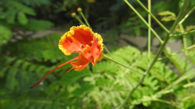 Mor ve pembe kır çiçekleri, renkli yabani çayırlarda üç kırmızı kır çiçeğini kapatıyorlar. Arıların güzel beyaz tarla çiçeklerinde oturduğu yakın plan çekimler. Çiçekler çok güzel. Cosmos 'un Cosmea' sı nektar olarak ekilmiş pembe çiçekler. çiçekler