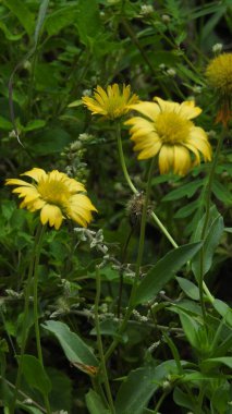 Mor ve pembe kır çiçekleri, renkli yabani çayırlarda üç kırmızı kır çiçeğini kapatıyorlar. Arıların güzel beyaz tarla çiçeklerinde oturduğu yakın plan çekimler. Çiçekler çok güzel. Cosmos 'un Cosmea' sı nektar olarak ekilmiş pembe çiçekler. çiçekler