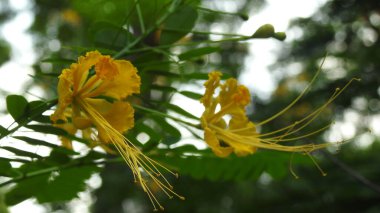 Mor ve pembe kır çiçekleri, renkli yabani çayırlarda üç kırmızı kır çiçeğini kapatıyorlar. Arıların güzel beyaz tarla çiçeklerinde oturduğu yakın plan çekimler. Çiçekler çok güzel. Yaz çiçekli manzara; güzel yaz lavantası 