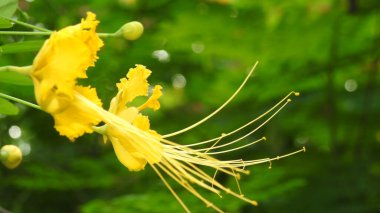 Mor ve pembe kır çiçekleri, renkli yabani çayırlarda üç kırmızı kır çiçeğini kapatıyorlar. Arıların güzel beyaz tarla çiçeklerinde oturduğu yakın plan çekimler. Çiçekler çok güzel. Yaz çiçekli manzara; güzel yaz lavantası 