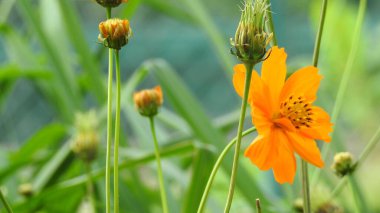 Mor ve pembe kır çiçekleri, renkli yabani çayırlarda üç kırmızı kır çiçeğini kapatıyorlar. Arıların güzel beyaz tarla çiçeklerinde oturduğu yakın plan çekimler. Çiçekler çok güzel. Yaz çiçekli manzara; güzel yaz lavantası 