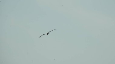 Mor ve pembe kır çiçekleri, renkli yabani çayırlarda üç kırmızı kır çiçeğini kapatıyorlar. Arıların güzel beyaz tarla çiçeklerinde oturduğu yakın plan çekimler. Çiçekler çok güzel. Yaz çiçekli manzara; güzel yaz lavantası 