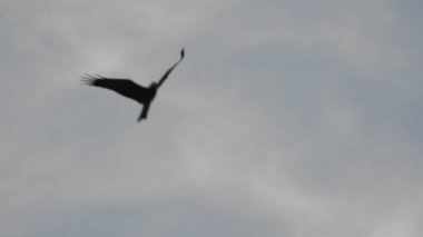 Mor ve pembe kır çiçekleri, renkli yabani çayırlarda üç kırmızı kır çiçeğini kapatıyorlar. Arıların güzel beyaz tarla çiçeklerinde oturduğu yakın plan çekimler. Çiçekler çok güzel. Yaz çiçekli manzara; güzel yaz lavantası 