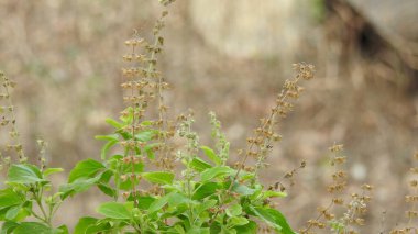Mor ve pembe kır çiçekleri, renkli yabani çayırlarda üç kırmızı kır çiçeğini kapatıyorlar. Arıların güzel beyaz tarla çiçeklerinde oturduğu yakın plan çekimler. Çiçekler çok güzel. Yaz çiçekli manzara; güzel yaz lavantası 
