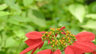 Mor ve pembe kır çiçekleri, renkli yabani çayırlarda üç kırmızı kır çiçeğini kapatıyorlar. Arıların güzel beyaz tarla çiçeklerinde oturduğu yakın plan çekimler. Çiçekler çok güzel. Yaz çiçekli manzara; güzel yaz lavantası 