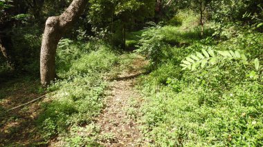 Mor ve pembe kır çiçekleri, renkli yabani çayırlarda üç kırmızı kır çiçeğini kapatıyorlar. Arıların güzel beyaz tarla çiçeklerinde oturduğu yakın plan çekimler. Çiçekler çok güzel. Yaz çiçekli manzara; güzel yaz lavantası 