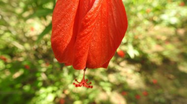 Mor ve pembe kır çiçekleri, renkli yabani çayırlarda üç kırmızı kır çiçeğini kapatıyorlar. Arıların güzel beyaz tarla çiçeklerinde oturduğu yakın plan çekimler. Çiçekler çok güzel. Yaz çiçekli manzara; güzel yaz lavantası 
