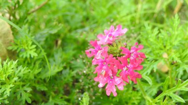 Mor ve pembe kır çiçekleri, renkli yabani çayırlarda üç kırmızı kır çiçeğini kapatıyorlar. Arıların güzel beyaz tarla çiçeklerinde oturduğu yakın plan çekimler. Çiçekler çok güzel. Yaz çiçekli manzara; güzel yaz lavantası 