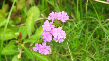 Mor ve pembe kır çiçekleri, renkli yabani çayırlarda üç kırmızı kır çiçeğini kapatıyorlar. Arıların güzel beyaz tarla çiçeklerinde oturduğu yakın plan çekimler. Çiçekler çok güzel. Yaz çiçekli manzara; güzel yaz lavantası 