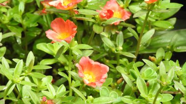 Mor ve pembe kır çiçekleri, renkli yabani çayırlarda üç kırmızı kır çiçeğini kapatıyorlar. Arıların güzel beyaz tarla çiçeklerinde oturduğu yakın plan çekimler. Çiçekler çok güzel. Yaz çiçekli manzara; güzel yaz lavantası 