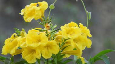 Mor ve pembe kır çiçekleri, renkli yabani çayırlarda üç kırmızı kır çiçeğini kapatıyorlar. Arıların güzel beyaz tarla çiçeklerinde oturduğu yakın plan çekimler. Çiçekler çok güzel. Yaz çiçekli manzara; güzel yaz lavantası 