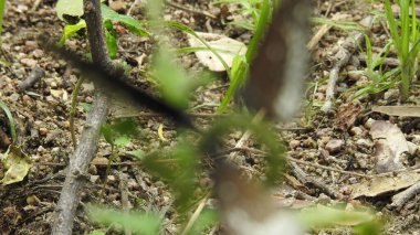 Mor ve pembe kır çiçekleri, renkli yabani çayırlarda üç kırmızı kır çiçeğini kapatıyorlar. Arıların güzel beyaz tarla çiçeklerinde oturduğu yakın plan çekimler. Çiçekler çok güzel. Yaz çiçekli manzara; güzel yaz lavantası 