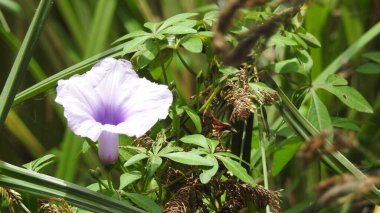 Mor ve pembe kır çiçekleri, renkli yabani çayırlarda üç kırmızı kır çiçeğini kapatıyorlar. Arıların güzel beyaz tarla çiçeklerinde oturduğu yakın plan çekimler. Çiçekler çok güzel. Yaz çiçekli manzara; güzel yaz lavantası 