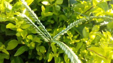 Mor ve pembe kır çiçekleri, renkli yabani çayırlarda üç kırmızı kır çiçeğini kapatıyorlar. Arıların güzel beyaz tarla çiçeklerinde oturduğu yakın plan çekimler. Çiçekler çok güzel. Yaz çiçekli manzara; güzel yaz lavantası 