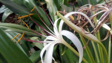 Mor ve pembe kır çiçekleri, renkli yabani çayırlarda üç kırmızı kır çiçeğini kapatıyorlar. Arıların güzel beyaz tarla çiçeklerinde oturduğu yakın plan çekimler. Çiçekler çok güzel. Yaz çiçekli manzara; güzel yaz lavantası 