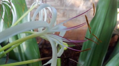 Mor ve pembe kır çiçekleri, renkli yabani çayırlarda üç kırmızı kır çiçeğini kapatıyorlar. Arıların güzel beyaz tarla çiçeklerinde oturduğu yakın plan çekimler. Çiçekler çok güzel. Yaz çiçekli manzara; güzel yaz lavantası 