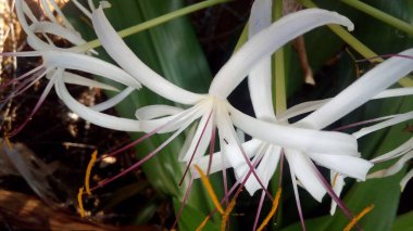 Mor ve pembe kır çiçekleri, renkli yabani çayırlarda üç kırmızı kır çiçeğini kapatıyorlar. Arıların güzel beyaz tarla çiçeklerinde oturduğu yakın plan çekimler. Çiçekler çok güzel. Yaz çiçekli manzara; güzel yaz lavantası 