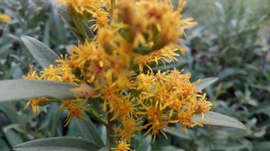 Mor ve pembe kır çiçekleri, renkli yabani çayırlarda üç kırmızı kır çiçeğini kapatıyorlar. Arıların güzel beyaz tarla çiçeklerinde oturduğu yakın plan çekimler. Çiçekler çok güzel. Yaz çiçekli manzara; güzel yaz lavantası 