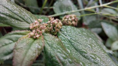 Mor ve pembe kır çiçekleri, renkli yabani çayırlarda üç kırmızı kır çiçeğini kapatıyorlar. Arıların güzel beyaz tarla çiçeklerinde oturduğu yakın plan çekimler. Çiçekler çok güzel. Yaz çiçekli manzara; güzel yaz lavantası 