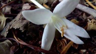 Mor ve pembe kır çiçekleri, renkli yabani çayırlarda üç kırmızı kır çiçeğini kapatıyorlar. Arıların güzel beyaz tarla çiçeklerinde oturduğu yakın plan çekimler. Çiçekler çok güzel. Yaz çiçekli manzara; güzel yaz lavantası 