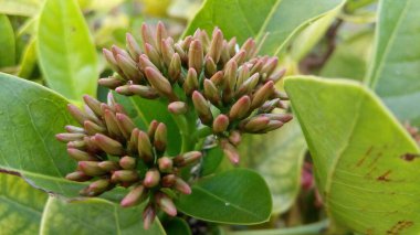 Mor ve pembe kır çiçekleri, renkli yabani çayırlarda üç kırmızı kır çiçeğini kapatıyorlar. Arıların güzel beyaz tarla çiçeklerinde oturduğu yakın plan çekimler. Çiçekler çok güzel. Yaz çiçekli manzara; güzel yaz lavantası 