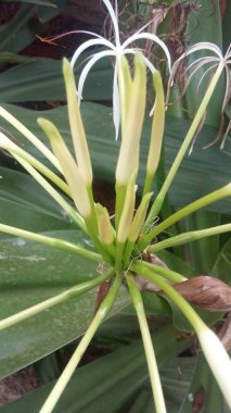 Mor ve pembe kır çiçekleri, renkli yabani çayırlarda üç kırmızı kır çiçeğini kapatıyorlar. Arıların güzel beyaz tarla çiçeklerinde oturduğu yakın plan çekimler. Çiçekler çok güzel. Yaz çiçekli manzara; güzel yaz lavantası 